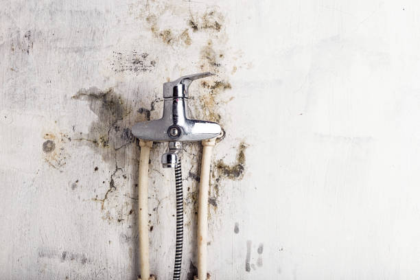 Best Office Mold Removal Services  in Coatesville, PA