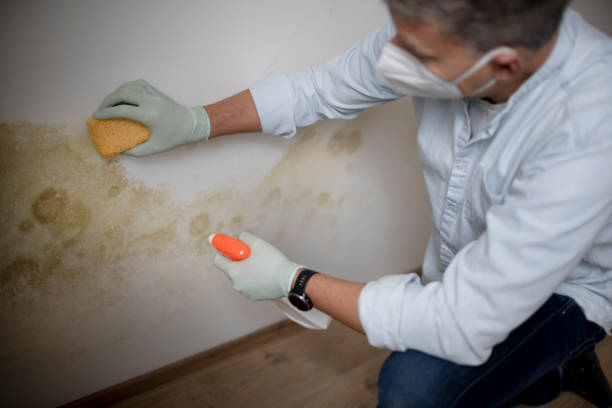 Best Mold Removal and Inspection  in Coatesville, PA
