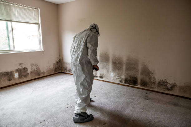 Mold Removal Process in Coatesville, PA
