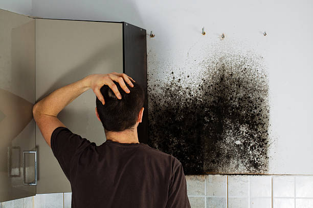 Best Mold Removal Specialists  in Coatesville, PA