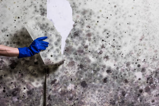 Mold Removal and Inspection in Coatesville, PA