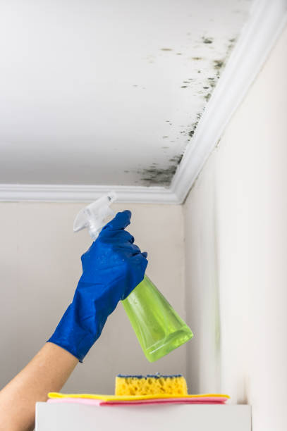 Best Crawl Space Mold Removal  in Coatesville, PA